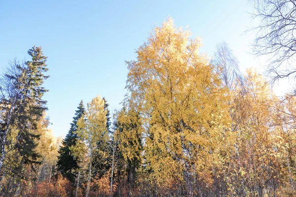 Sonbahar günü sanatoryum 