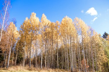 Sonbahar günü sanatoryum 