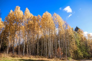 Sonbahar günü sanatoryum 