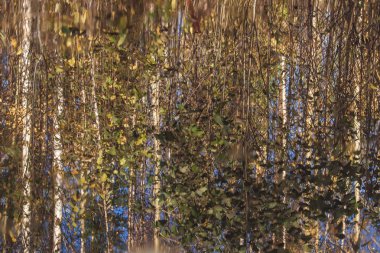 Sonbahar günü sanatoryum 