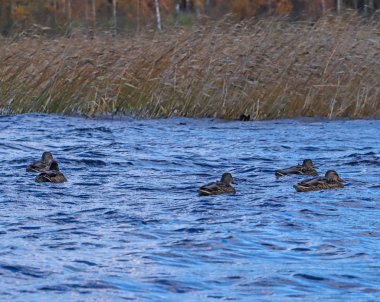 Sonbahar günü sanatoryum 