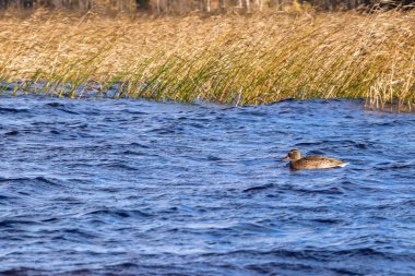 Sonbahar günü sanatoryum 