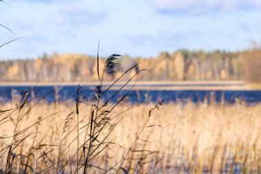 Sonbahar günü sanatoryum 