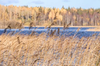 Sonbahar günü sanatoryum 