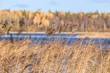 Sonbahar günü sanatoryum 