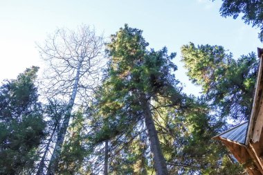 Sonbahar günü sanatoryum 