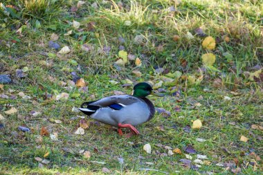 Sonbahar günü sanatoryum 