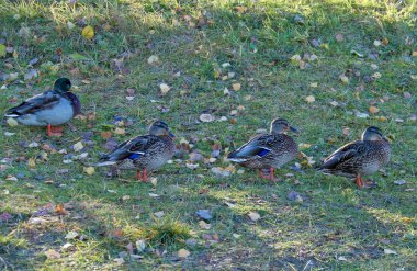 Sonbahar günü sanatoryum 