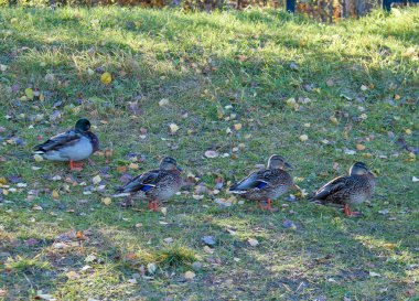 Sonbahar günü sanatoryum 
