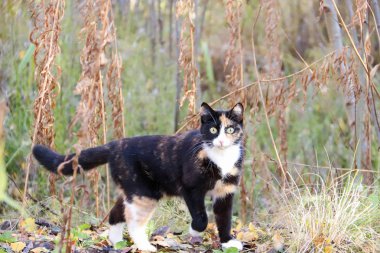 Sonbahar günü s civarında; Sonbahar günü Belomorye Köyü, Arkhangelsk bölgesi civarında. Solmuş çim zemin üzerine güzel kedi