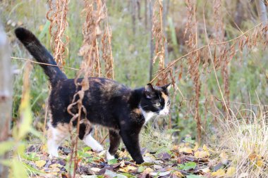 Sonbahar günü s civarında; Sonbahar günü Belomorye Köyü, Arkhangelsk bölgesi civarında. Solmuş çim zemin üzerine güzel kedi