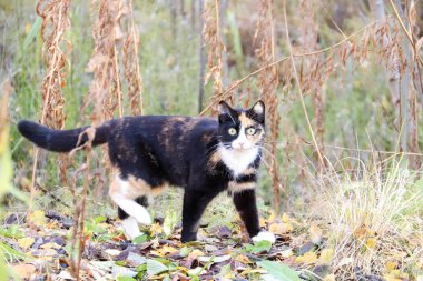 Sonbahar günü s civarında; Sonbahar günü Belomorye Köyü, Arkhangelsk bölgesi civarında. Solmuş çim zemin üzerine güzel kedi