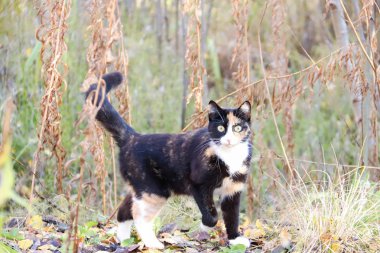 Sonbahar günü s civarında; Sonbahar günü Belomorye Köyü, Arkhangelsk bölgesi civarında. Solmuş çim zemin üzerine güzel kedi