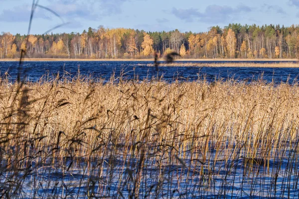 Höstdag Närheten Sanatorium Belomorye Archangelskregionen Den Sjön Smardie Strand Reflektionen — Stockfoto