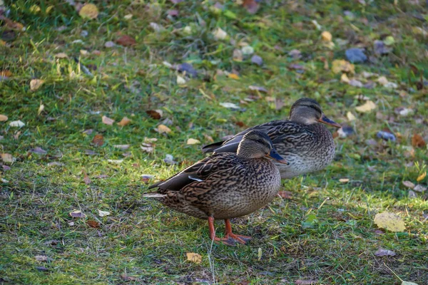 Día Otoño Las Inmediaciones Del Sanatorio Belomorye Arkhangelsk Región Orilla —  Fotos de Stock