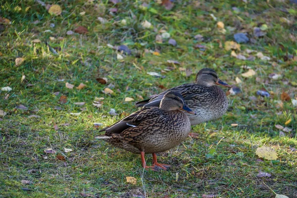 Herbsttag Der Nähe Des Sanatoriums Belomorje Gebiet Archangelsk Das Ufer — Stockfoto