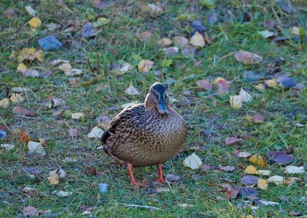 Herbsttag Der Nähe Des Sanatoriums Belomorje Gebiet Archangelsk Das Ufer — Stockfoto