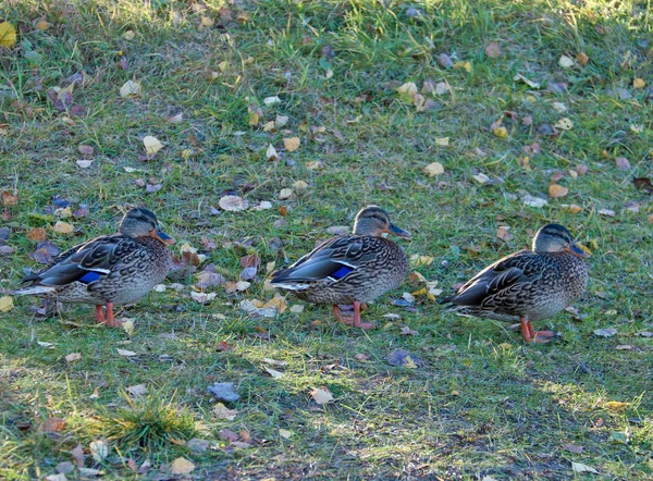 Jour Automne Dans Les Environs Sanatorium Belomorye Région Arkhangelsk Rive — Photo