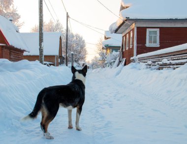 Arkhangelsk bölgesi. Kış Levkovka köyü civarında. Köpek karla kaplı bir yaya köprüsü üzerinde