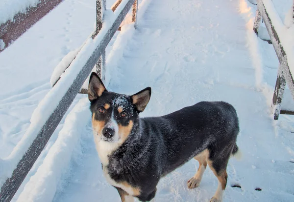 Arkhangelsk Region Winter Vicinity Village Levkovka Dog Snow Covered Pedestrian — Stock Photo, Image