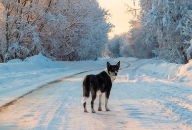 Arkhangelsk bölgesi. Kış Levkovka köyü civarında. Köpek karla kaplı bir yaya köprüsü üzerinde