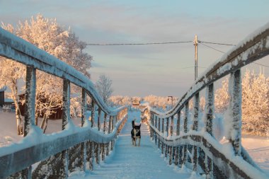 Arkhangelsk bölgesi. Kış Levkovka köyü civarında. Karla kaplı alanları ve yollar.