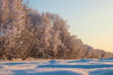 Arkhangelsk bölgesi. Kış Levkovka köyü civarında. Karla kaplı alanları ve yollar.