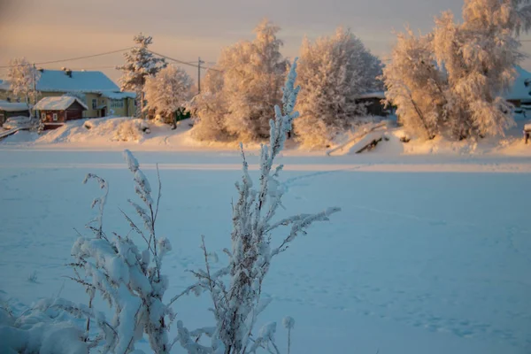 Αρχάγγελσκ Περιφέρεια Χειμώνα Στην Περιοχή Του Χωριού Levkovka Καλυμμένα Χιόνι — Φωτογραφία Αρχείου
