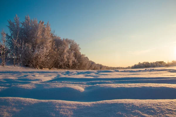Región Arkhangelsk Invierno Las Proximidades Aldea Levkovka Campos Cubiertos Nieve —  Fotos de Stock