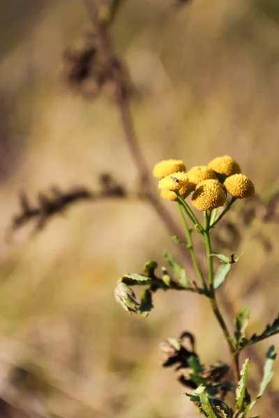 Tansy virág közeli a bokeh hatása. Őszi szomorúság — Stock Fotó