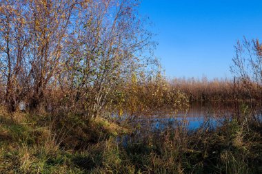 Arkhangelsk 'de sonbahar günü. Ada Krasnoflotsky. yansıma 