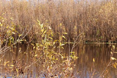 Arkhangelsk 'de sonbahar günü. Nehir kuzey Dvina görünümü ve 