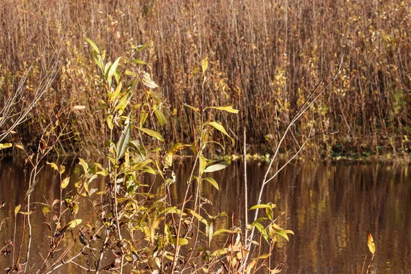 Arkhangelsk 'de sonbahar günü. Nehir kuzey Dvina görünümü ve 