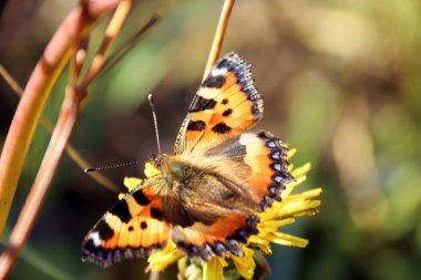 Aglais urticae, Nymphalis urticae. Makro. Çıplak kelebek 
