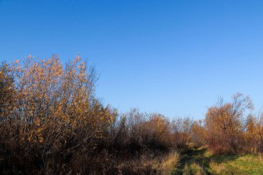 Arkhangelsk 'de sonbahar günü. Nehir kuzey Dvina görünümü ve 