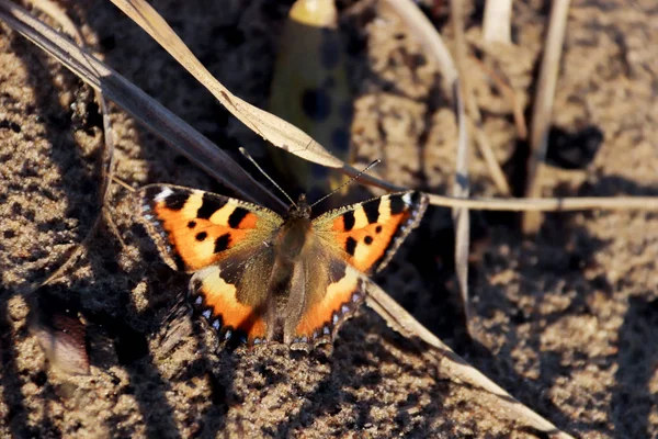 Aglais urticae, Nymphalis urticae. Macro. Borboleta na nua — Fotografia de Stock