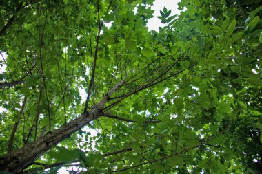 akçaağaç mavi bir gökyüzüne karşı bırakır. Rusya'nın altın yüzüğü. Güneşli