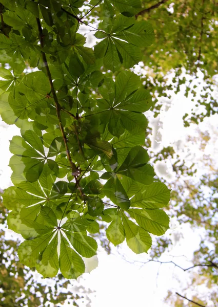 Castanha folhas contra um céu azul.O anel de ouro da Rússia. Su — Fotografia de Stock