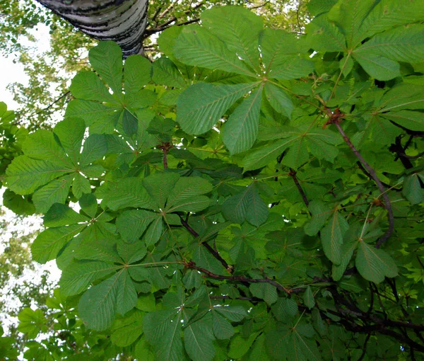 Chestnut leaves against a blue sky.The Golden ring of Russia. Su — Stock Photo, Image