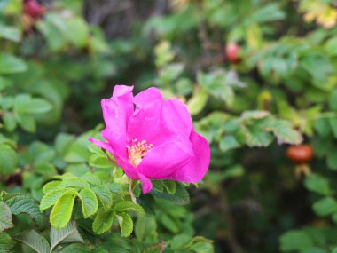 Parlak renklerde sonbahar hüznü. Işıkta kuşburnu meyveleri