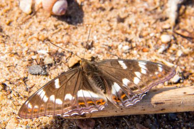 Limenitis populi. Sahilde kum üzerinde Gün kelebek 