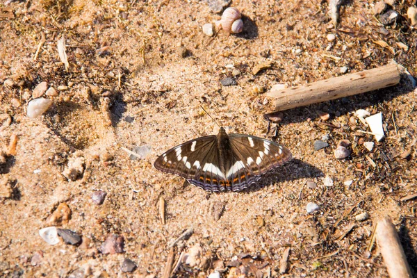 Limenitis populi. Jour papillon sur le sable sur le rivage de la — Photo