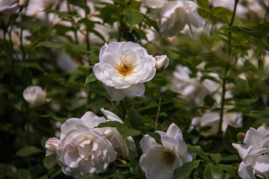Transfiguration monas bahçesinde güzel beyaz güller