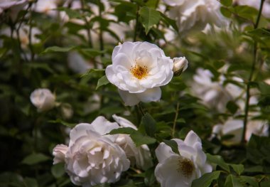 Transfiguration monas bahçesinde güzel beyaz güller