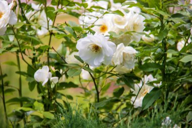 Transfiguration monas bahçesinde güzel beyaz güller