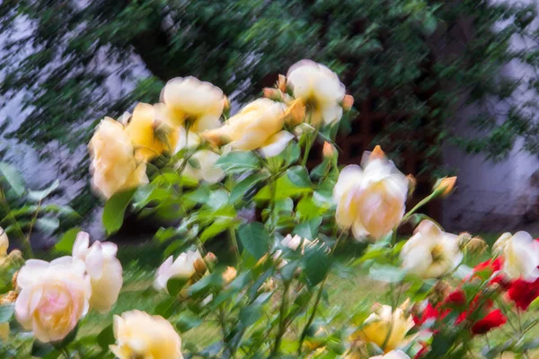 Belles roses blanches dans le jardin des moines de la Transfiguration — Photo