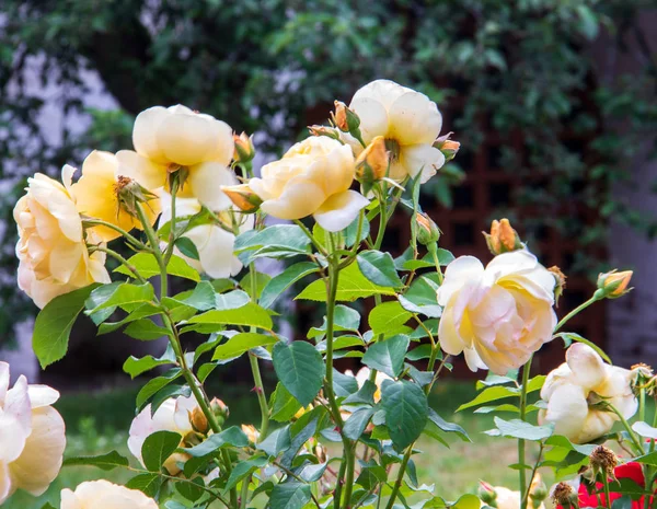 Prachtige witte rozen in de tuin van de transfiguration Monas — Stockfoto