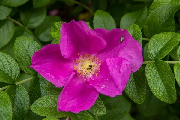 一朵细腻的野玫瑰。雅罗斯拉夫尔美丽的夏日. — 图库照片