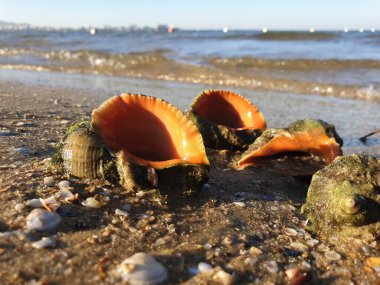 Rapana, Muricidae. Yırtıcı deniz gastropodu yumuşakçaları. Karadeniz kıyısında sıcak bir yaz sabahı. Anapa