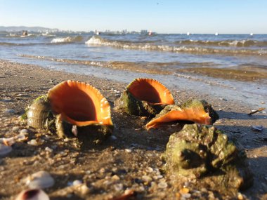 Rapana, Muricidae. Yırtıcı deniz gastropodu yumuşakçaları. Karadeniz kıyısında sıcak bir yaz sabahı. Anapa